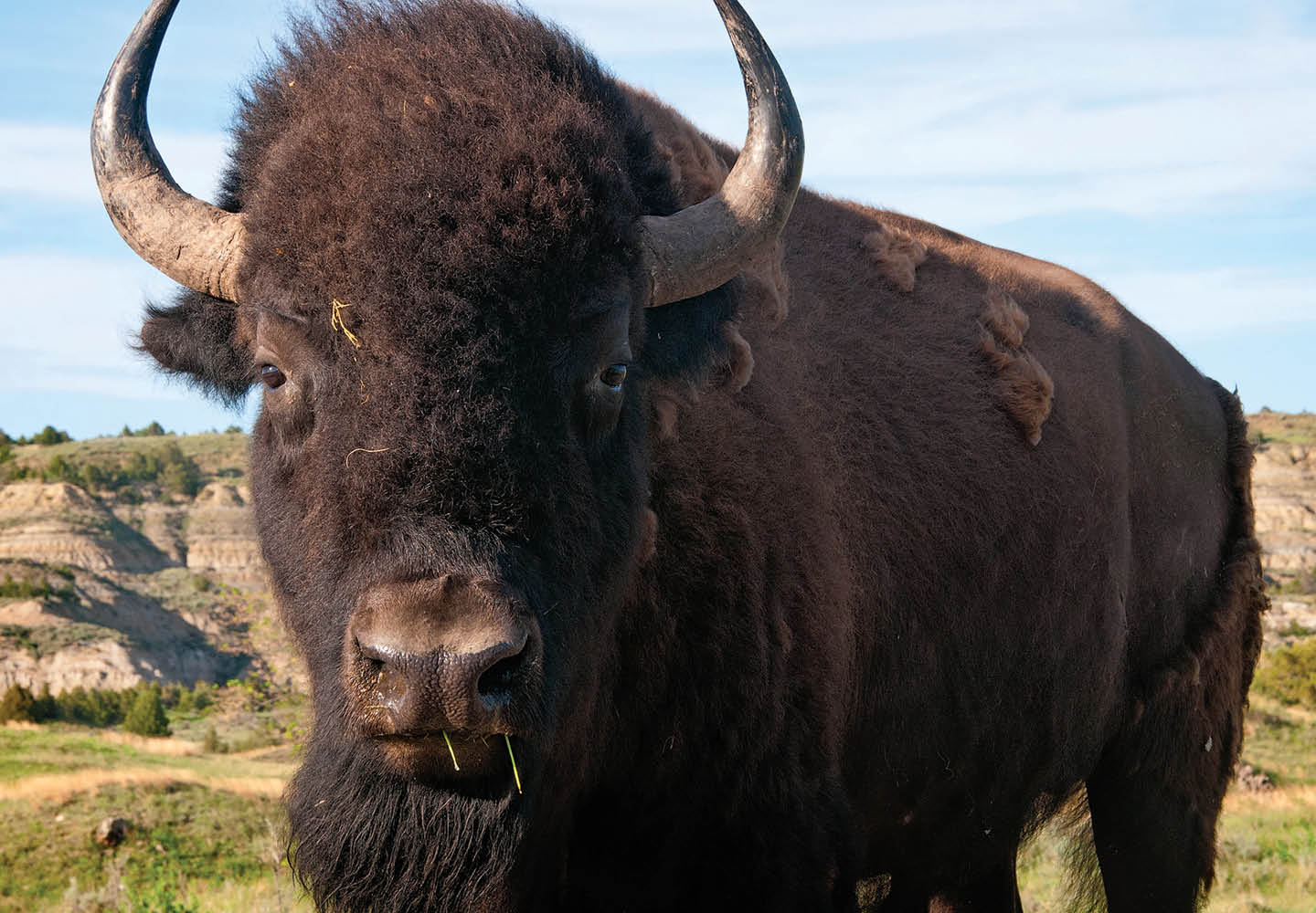 Photo of a buffalo